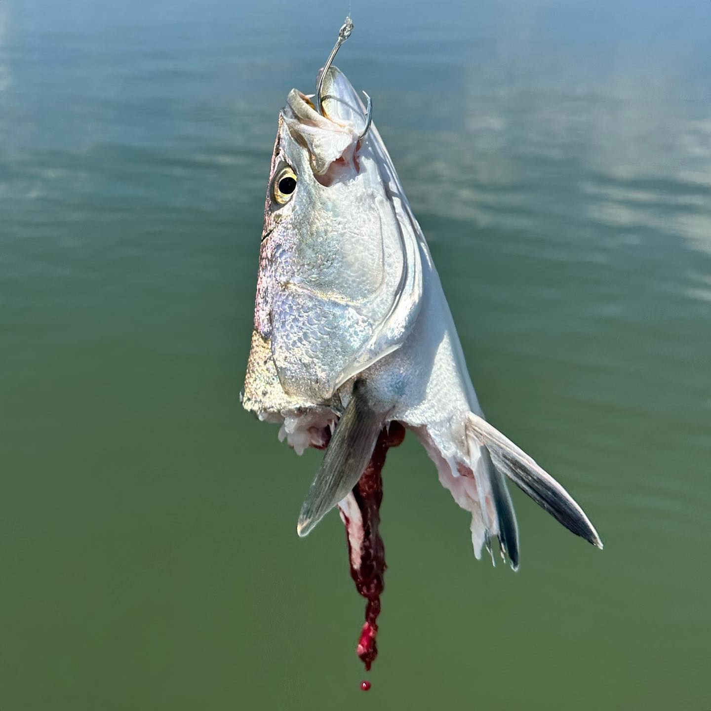 Lot’s of sharks moving inshore along with some nice trout and redfish the last few days.