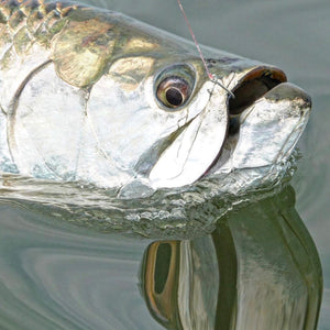 Reflecting back on a epic week of tarpon fishing putting up some good numbers! Today’s mirror glass conditions were as good as they get! 💯