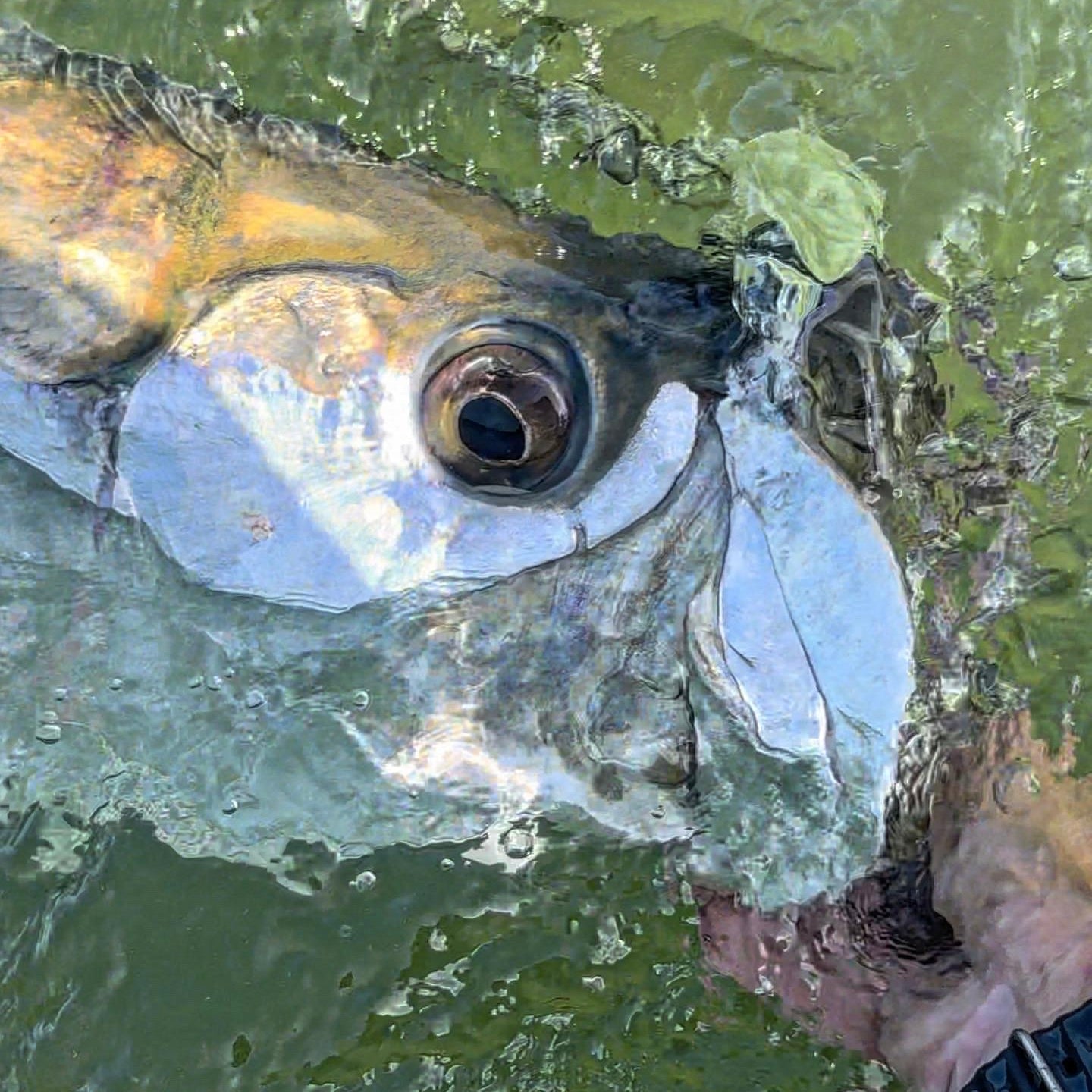 Megalops Monday! Great Way To Start Of The Week!