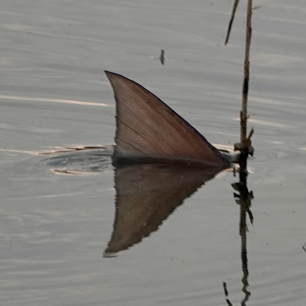 Spring Tailing Reds