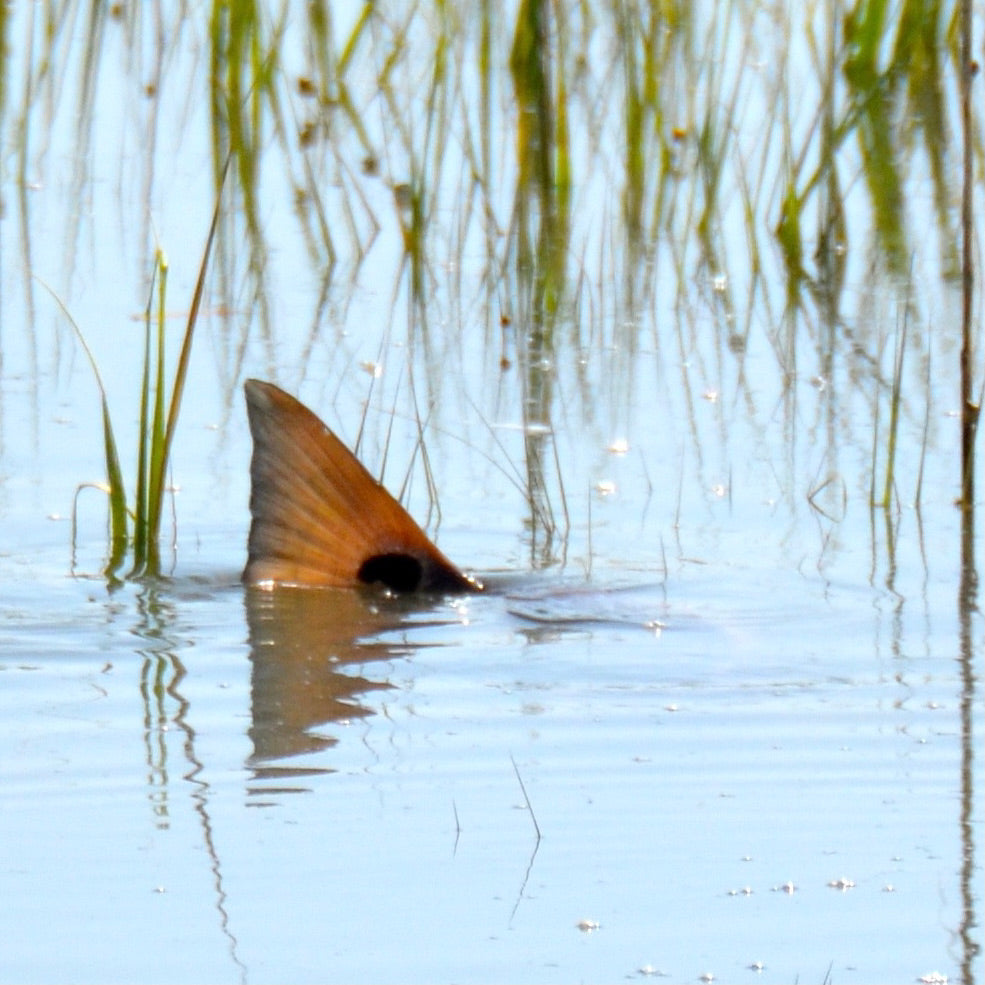 Springtime Tailing Redfish is right around the corner. Cant Wait!