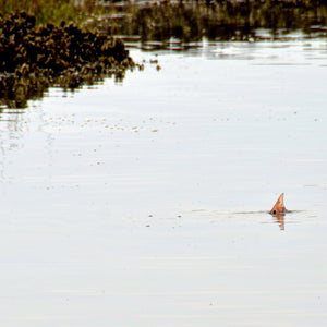 Low Tide Tailing Redfish Action