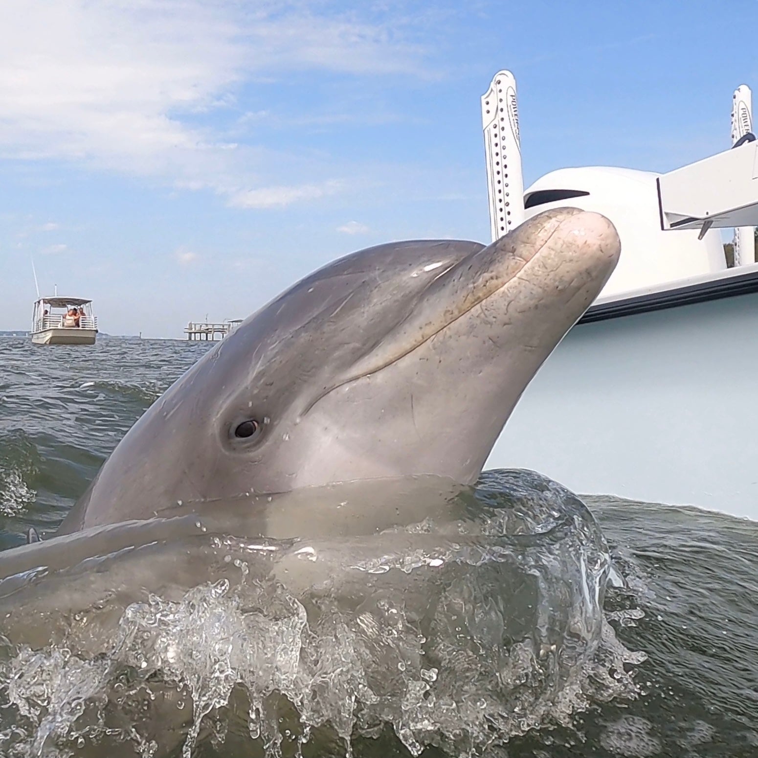 Got A Free Dolphin Tour Today! LOL!