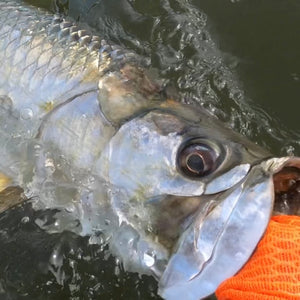 Low Country Tarpon Run is on Fire!