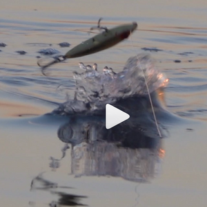 Summer Top Water Fishing!