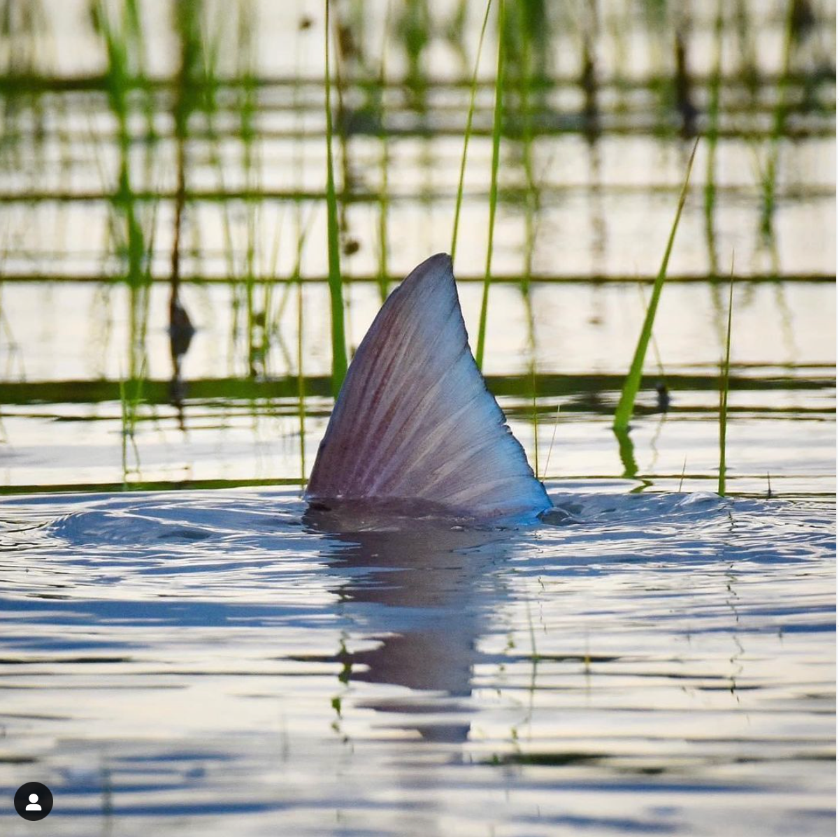 One of my favorite tailing redfish shots! - Off The Hook Fishing Charters