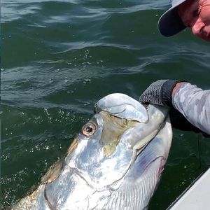 Face to Face with one of our favorite fish that spends the summer right here in the low country.