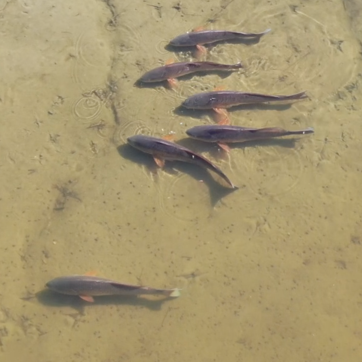 Scouting & scoring redfish in the creeks (watch video!)