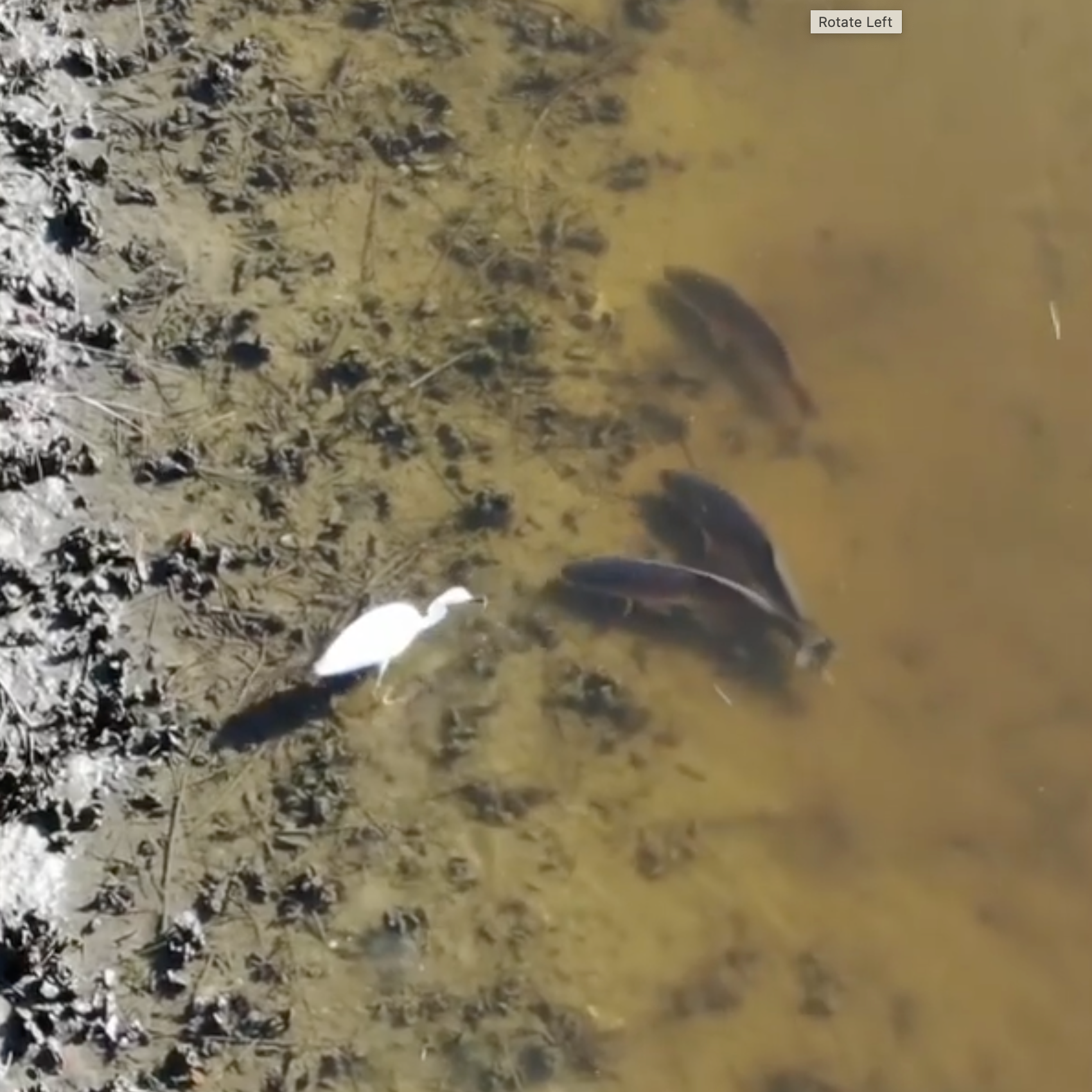 symbiotic relationship (watch video / gone viral!)