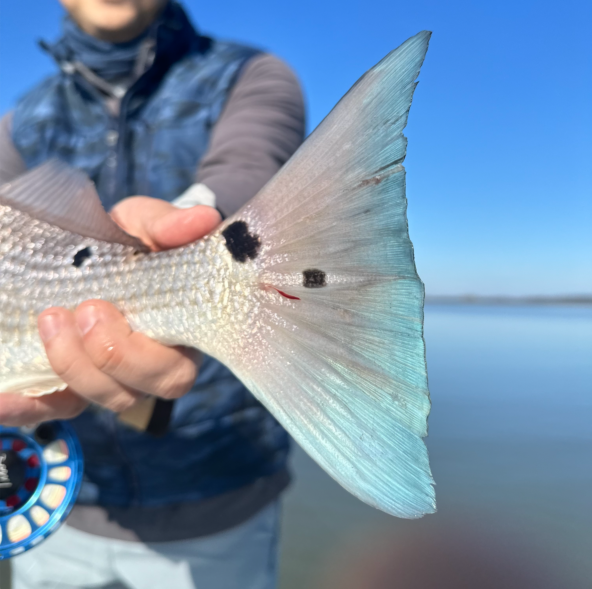Can’t ask for a prettier day and first trip of 2023! Went well into double digits catching redfish on spin & fly!