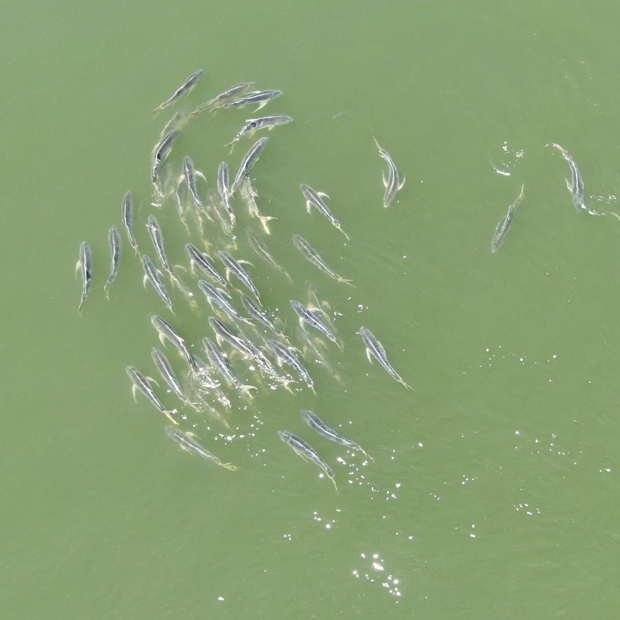 Birds eye view of big school of jacks