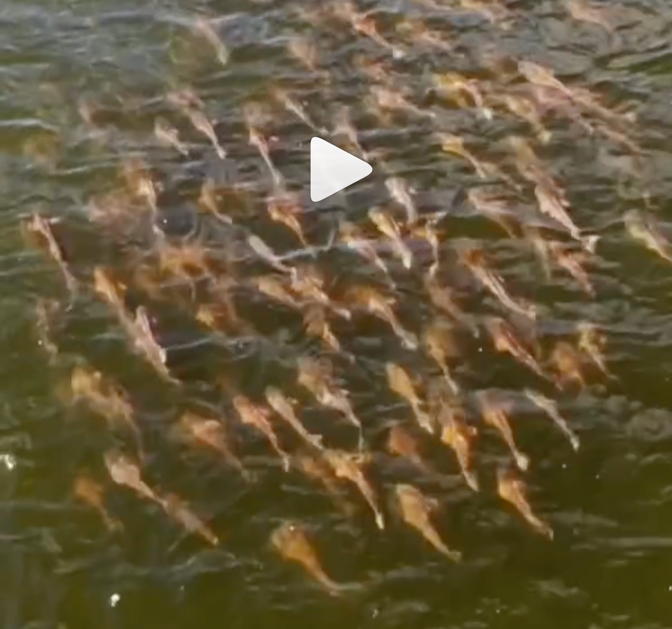 Can’t beat the month of October here in The Lowcountry! WATCH THIS!