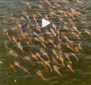 Can’t beat the month of October here in The Lowcountry! WATCH THIS!