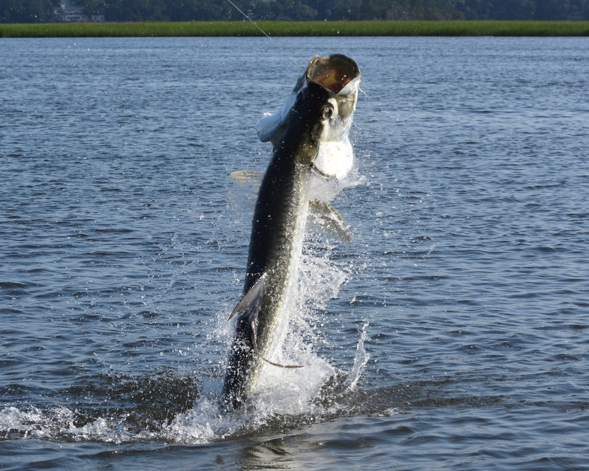 Tarpon Fishing Hilton Head Island with Off The Hook Fishing Charters
